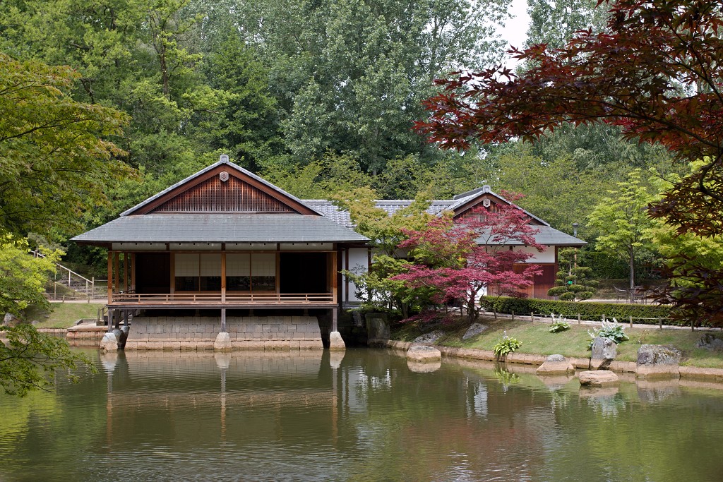 Japanse tuin belgie hasselt koivissen gele Iris ensata koi Cyprinus carpio lente bloesem kersenbloesem voorjaar
